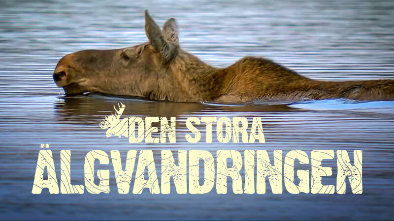 Den stora älgvandringen.