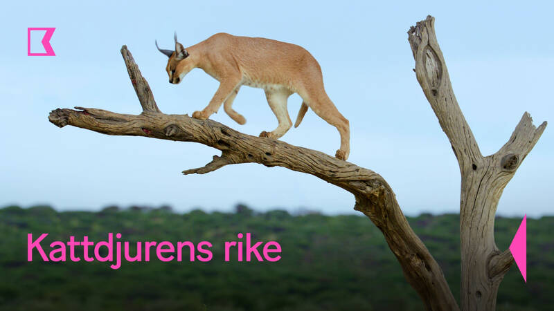 Ökenlo - Kattdjurens rike