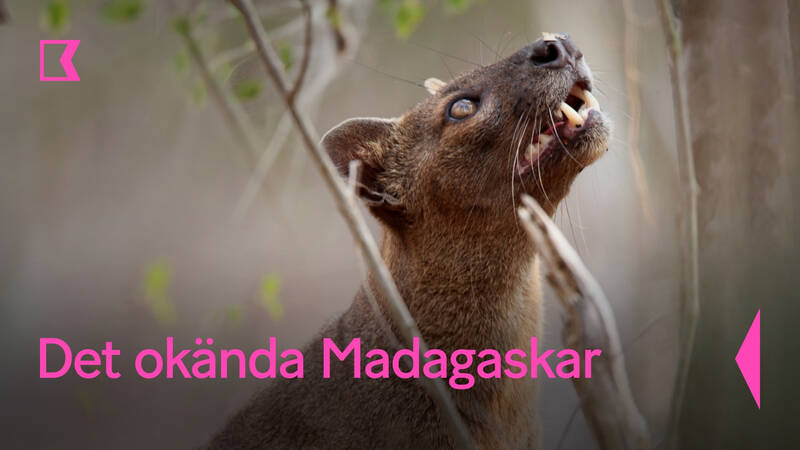 Fossa, även kallad frettkatt eller vesselkatt, är ett rovdjur som lever på Madagaskar. - Det okända Madagaskar