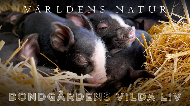 Världens natur: Bondgårdens vilda liv