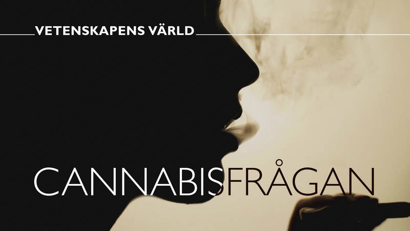 Vetenskapens värld: Cannabisfrågan.