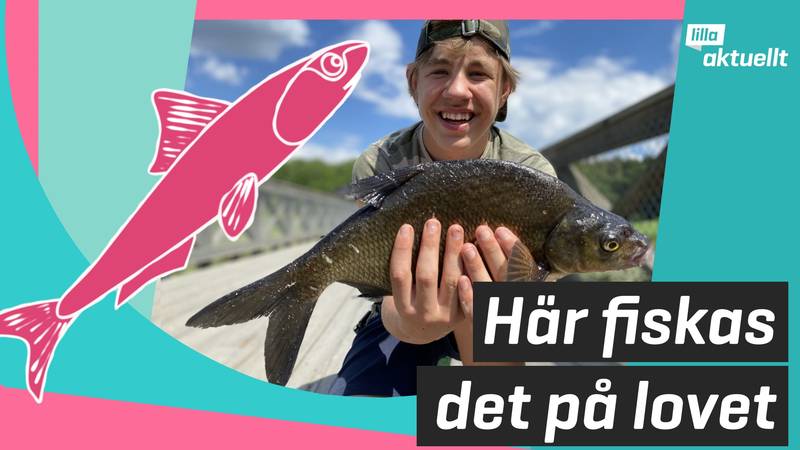 Lilla Aktuellt & Lilla Aktuellt skola – Här fiskas det på lovet | SVT Play