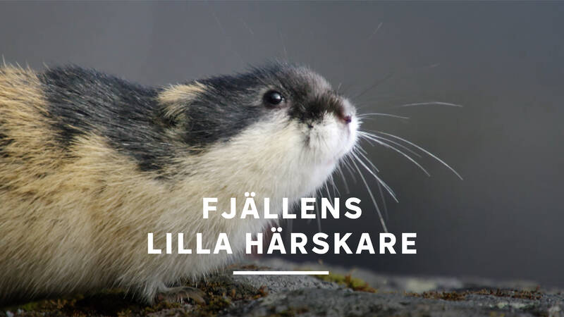 Fjällens lilla härskare
