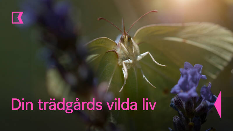 Citronfjärilen är en viktig pollinator i grönsaksträdgården. För att undvika att bli uppäten klär den ut sig som ett växtblad. - Din trädgårds vilda liv
