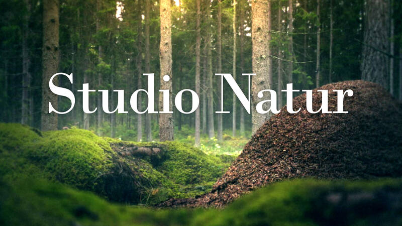 Studio natur med Linda Olofsson.