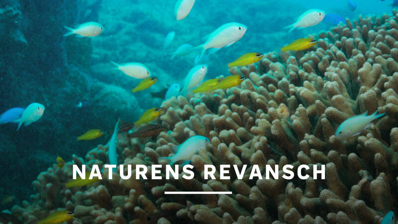 Idag är Bikiniatollen ett naturreservat med blomstrande korallrev. - Naturens revansch