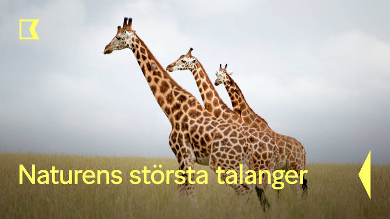Naturens största talanger
