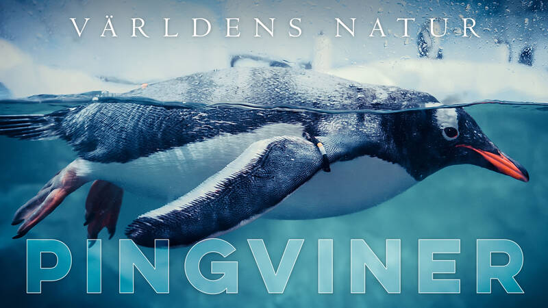 Världens natur: Pingviner