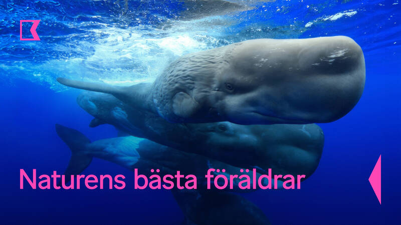 Naturens bästa föräldrar