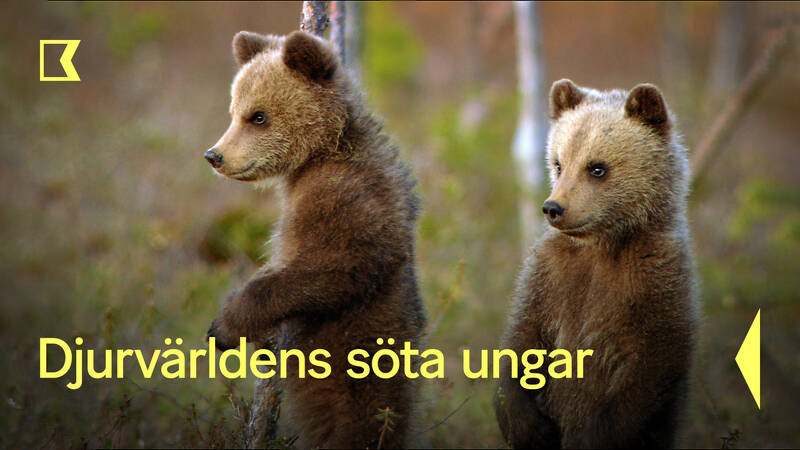 De vilda djurens första år är det tuffaste. Kommer de att få tillräckligt med näring? Kommer de klara av syskonrivalitet och den ständiga risken för att bli mat åt ett annat djur? Följ med på en gripande och känslomässig film om farorna som djurvärldens söta ungar möter. - Djurvärldens söta ungar