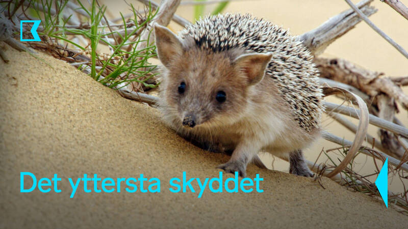 Det yttersta skyddet
