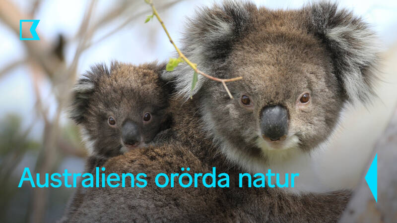Australiens orörda natur - Tysk naturdokumentärserie från 2023.