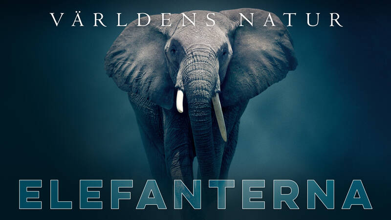 Familj är makt. I Amboseli, Kenya, gör en händelse att en kämpande elefantfamilj pressas till dess gränser. Nu har de bara en chans att rädda dynastin och övervinna livets utmaningar. - Elefanterna