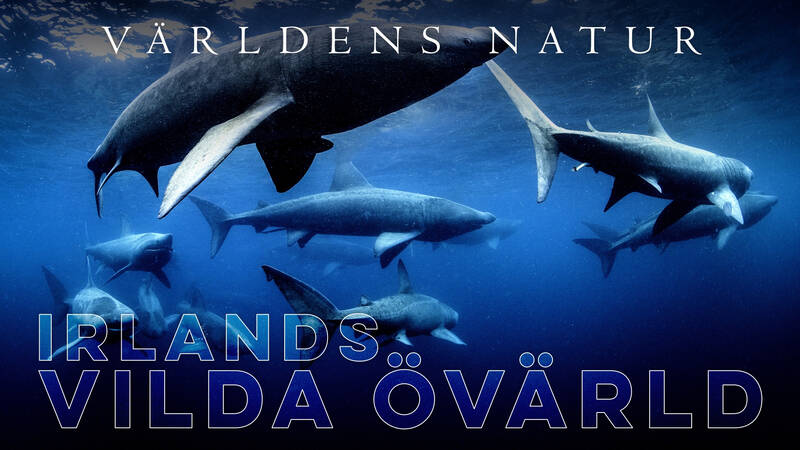 Hajar - Irlands vilda övärld