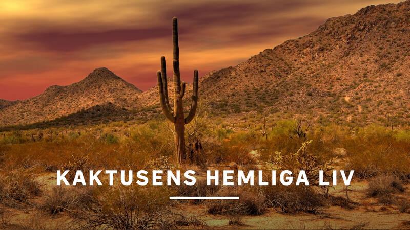 Solnedgång i Sonoraöknen i centrala Arizona, USA - Kaktusens hemliga liv