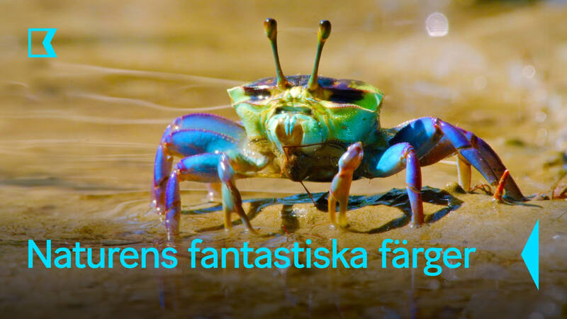Färgglada Vinkarkrabbor lämnar sina hålor vid lågvatten för att leta efter mat. - Naturens fantastiska färger