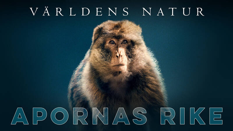 Världens natur: Apornas rike - Brittisk naturdokumentär från 2023.