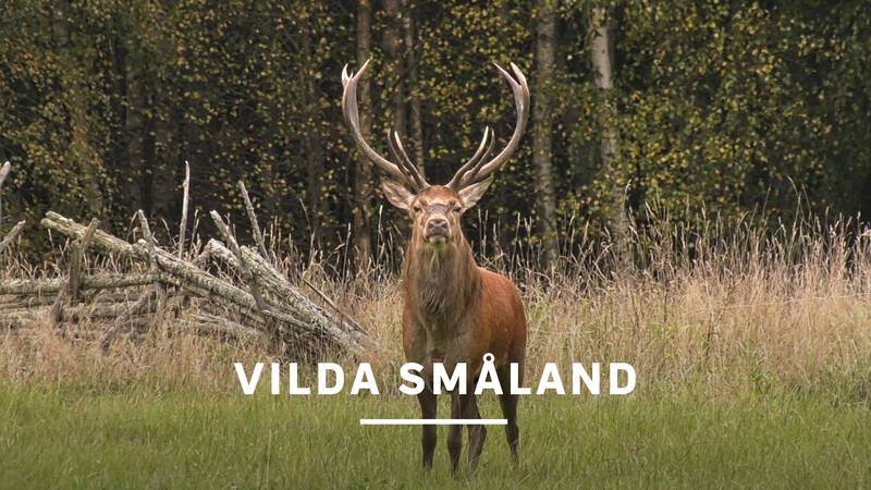 Kronhjort - Vilda Småland