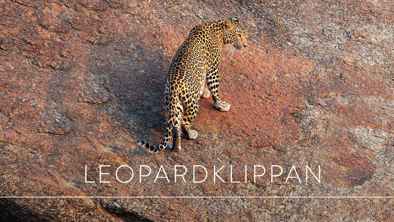 Leoparder är enstöringar och jagar ensamma medan lejonen samarbetar. Men det finns undantag. I nordvästra Indien finns några berg där leoparderna lever tätt inpå varandra utan konflikter och i fred med människorna och deras boskap där nedanför. - Världens natur: Leopardklippan