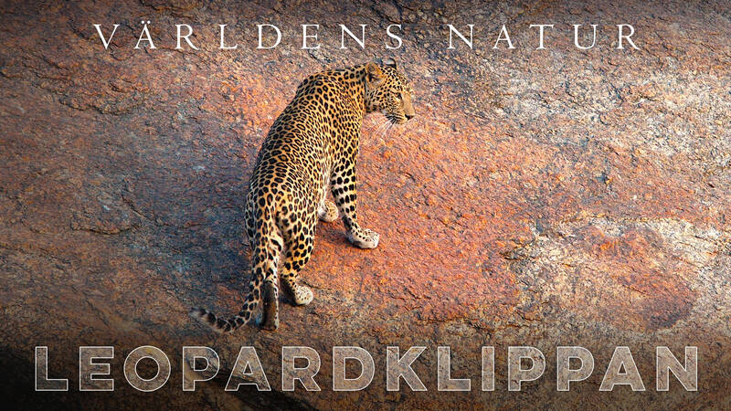Världens natur: Leopardklippan