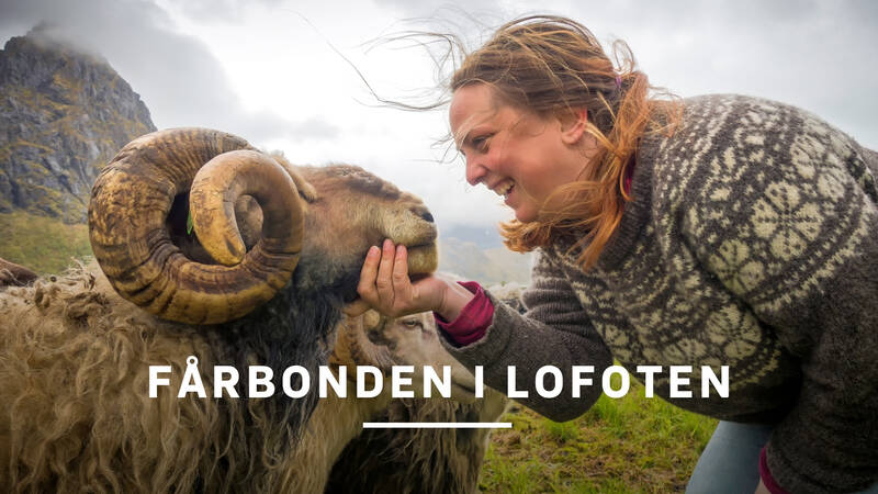 Vi följer Kari-Anne på nya äventyr. - Fårbonden i Lofoten