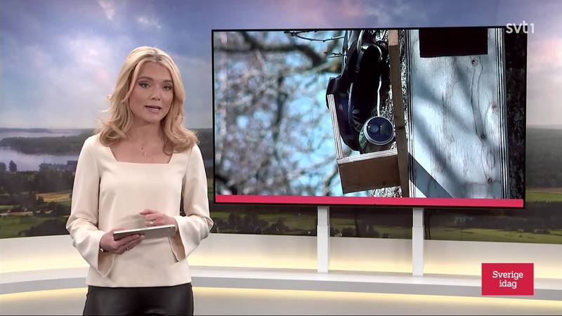 Sverige idag – Avsnitt 78 | SVT Play