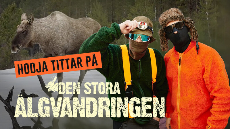 Årets älgvärdar Hooja och DJ Mårdhund kommenterar älgvandringen live från sin tv-soffa i Gällivare. Du som tittar kan var med och chatta i Duo-appen eller på SVT Play.