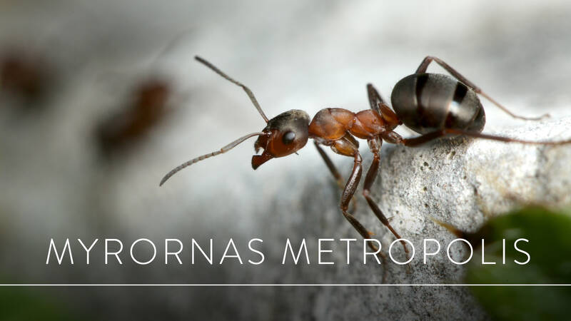 Röd skogsmyra - Myrornas Metropolis