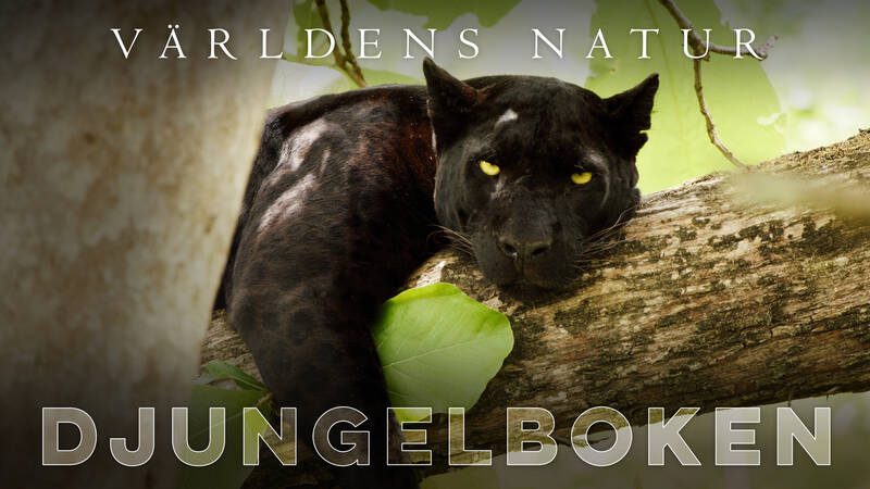 Panter - Världens natur: Djungelboken