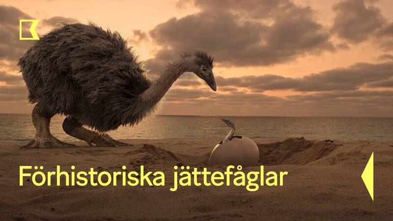 Förhistoriska jättefåglar, Fransk dokumentär från 2023.
