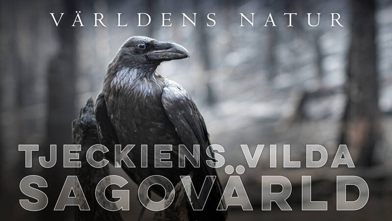Världens natur: Tjeckiens vilda sagovärld