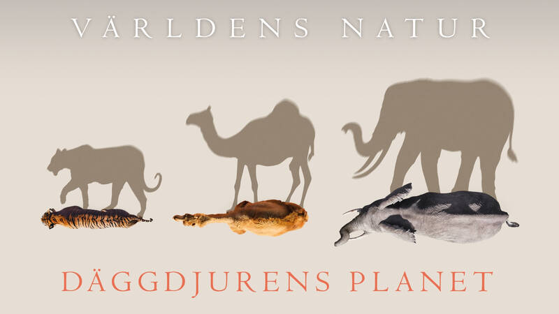 Världens natur: Däggdjurens planet