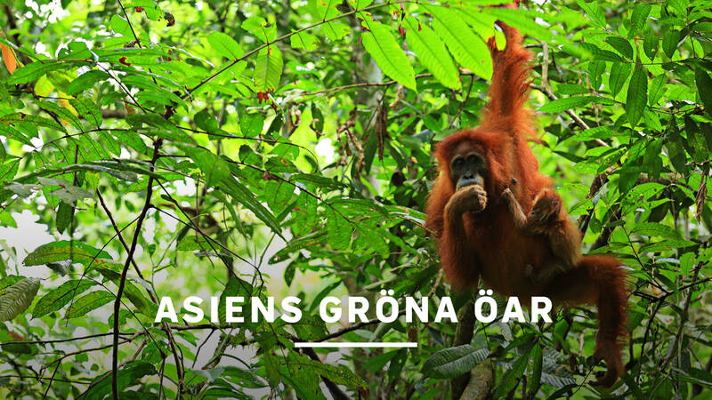 Borneo, Java, Nya Guinea, Sulawesi, övärlden mellan det asiatiska fastlandet och Australien är artrikast i hela världen, såväl på land som i vattnet. - Asiens gröna öar