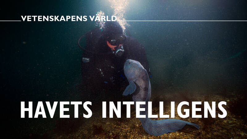 Vetenskapens värld: Havets intelligens