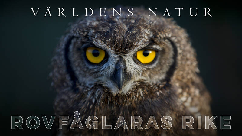 Fläckuv - Rovfåglarnas rike