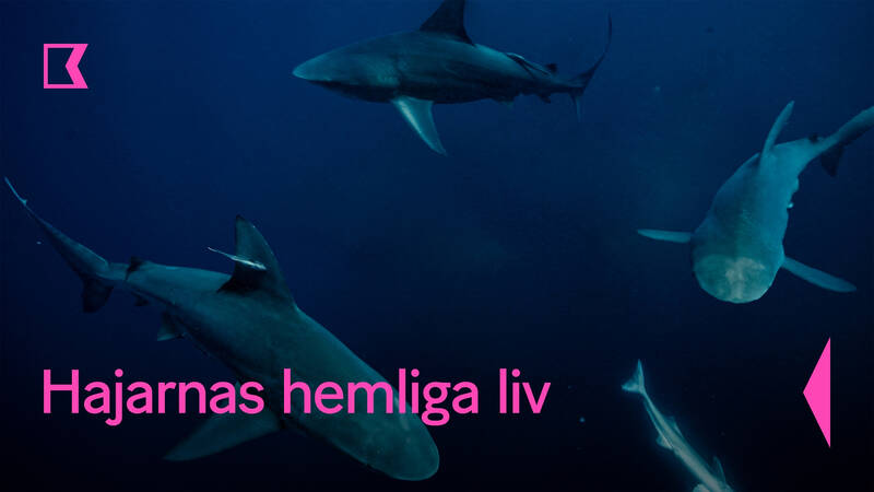 Hajarnas hemliga liv