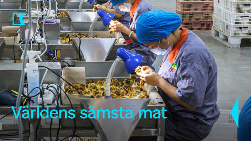 Världens sämsta mat