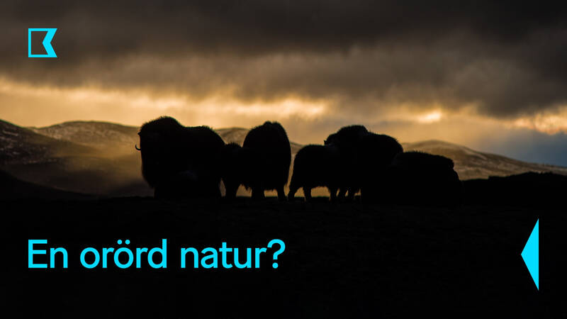 Myskoxarna från Dovrefjell. - En orörd natur?