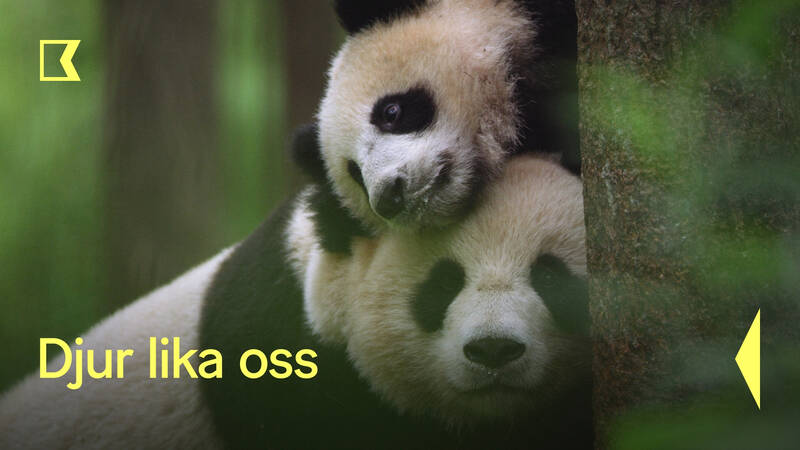 Djur lika oss