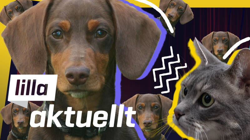 En grå katt och flera hundar i en färgglad collagebakgrund. Affischbild för Lilla Aktuellt & Lilla Aktuellt skola. Pixabay / SVT
