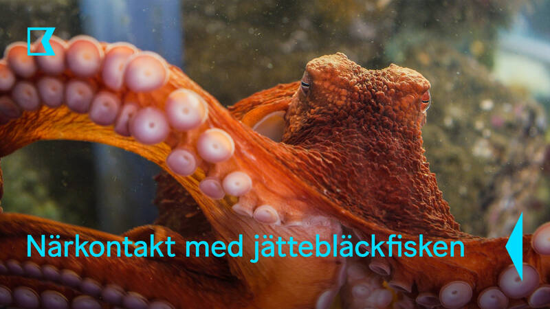 Närkontakt med jättebläckfisken