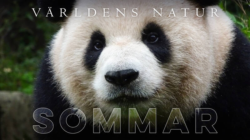 Världens natur: Sommar