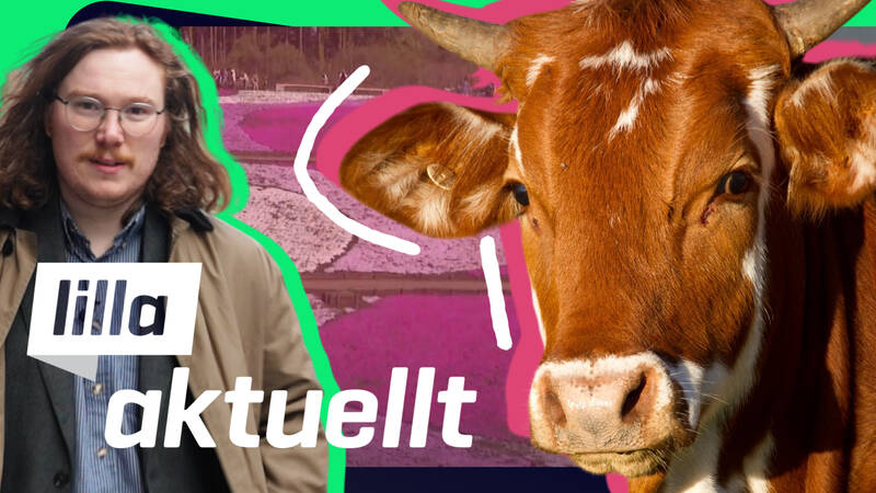 En ko står framför en färgglad bakgrund med en person i fokus. Affischbild för Lilla Aktuellt & Lilla Aktuellt skola.