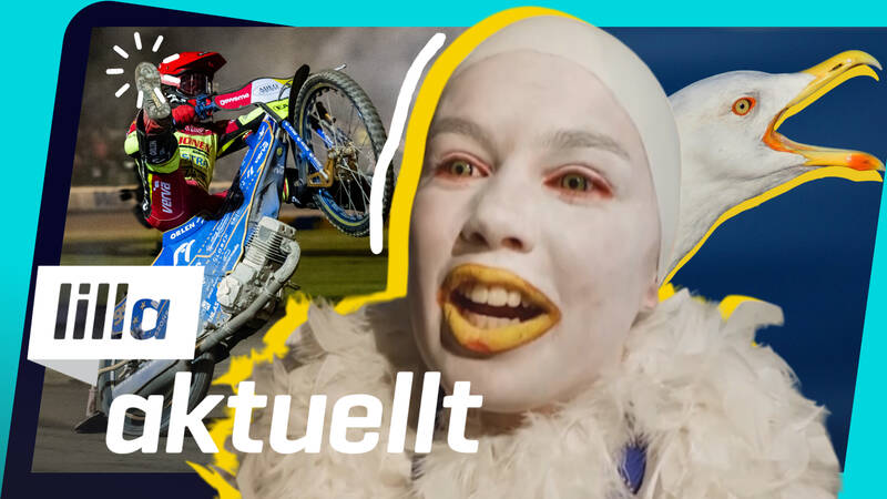 En motorcyklist utför ett trick på en dirtbike och en vit svala ser på. Affischbild för Lilla Aktuellt & Lilla Aktuellt skola.