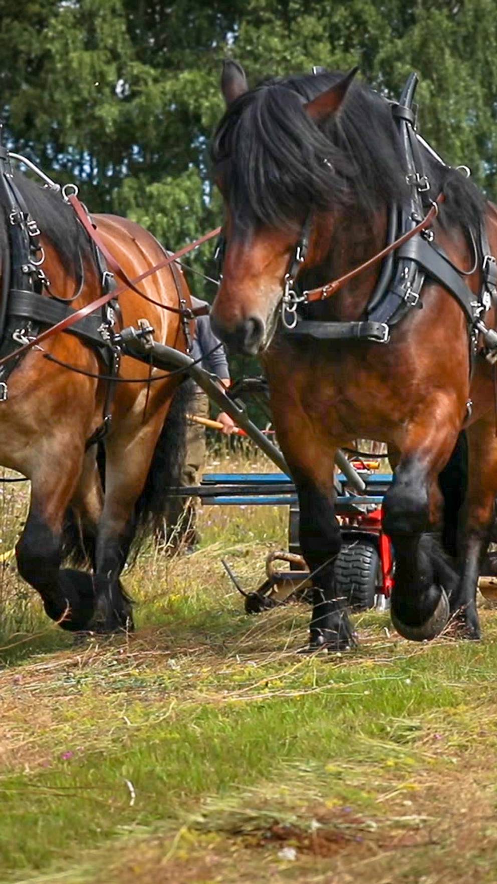 Grona Gnaggande Grasklippare Gor Sin Forsta Sommar Svt Nyheter