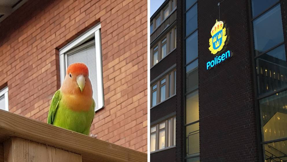 Polisen i Sundsvall söker ägaren till rosenhuvad dvärgpapegoja 
