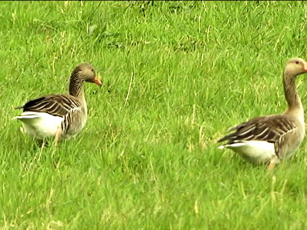 Gassen Ater Upp Kornas Foder Svt Nyheter