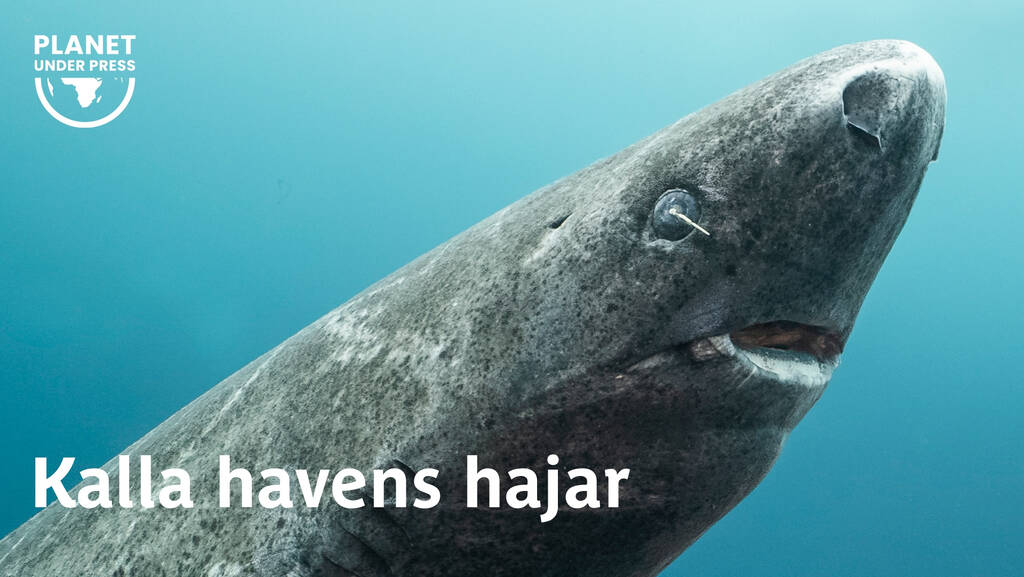 www.svtplay.se