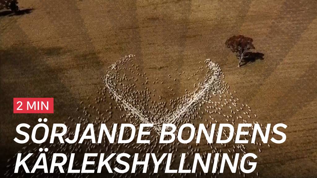 LJUSGLIMTAR: Missade begravning u2013 tog sina får till hjälp