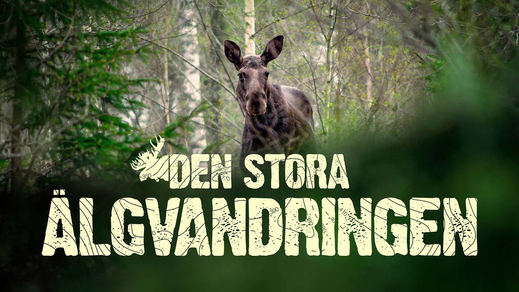 www.svtstatic.se image